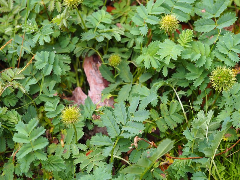 Acaena minor var. minor