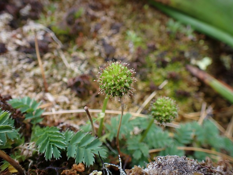 Acaena minor var. minor photo 3