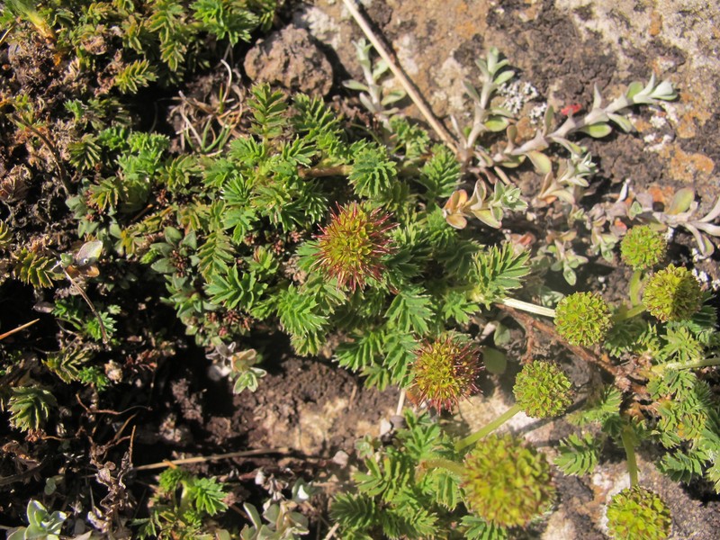 Acaena minor var. minor photo 4