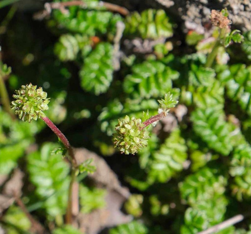 Acaena montana