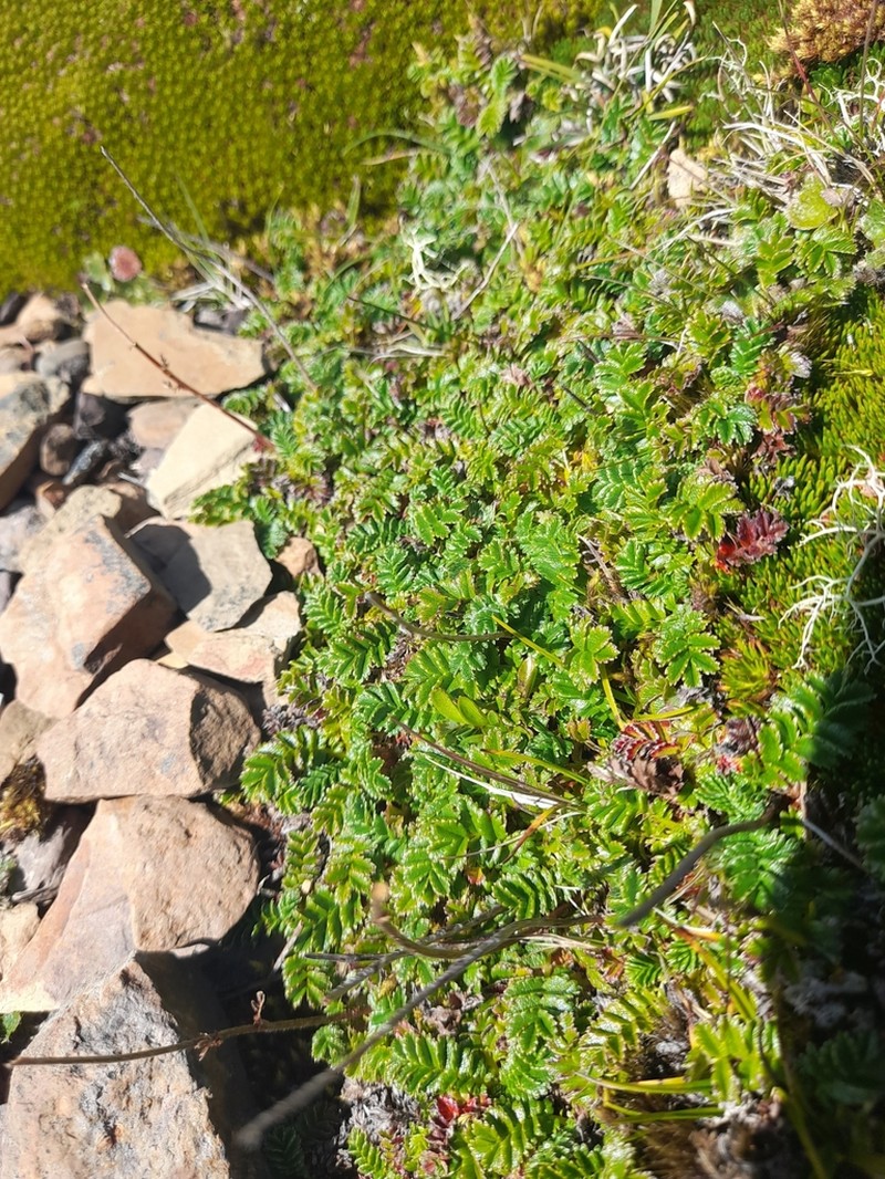 Acaena montana photo 3