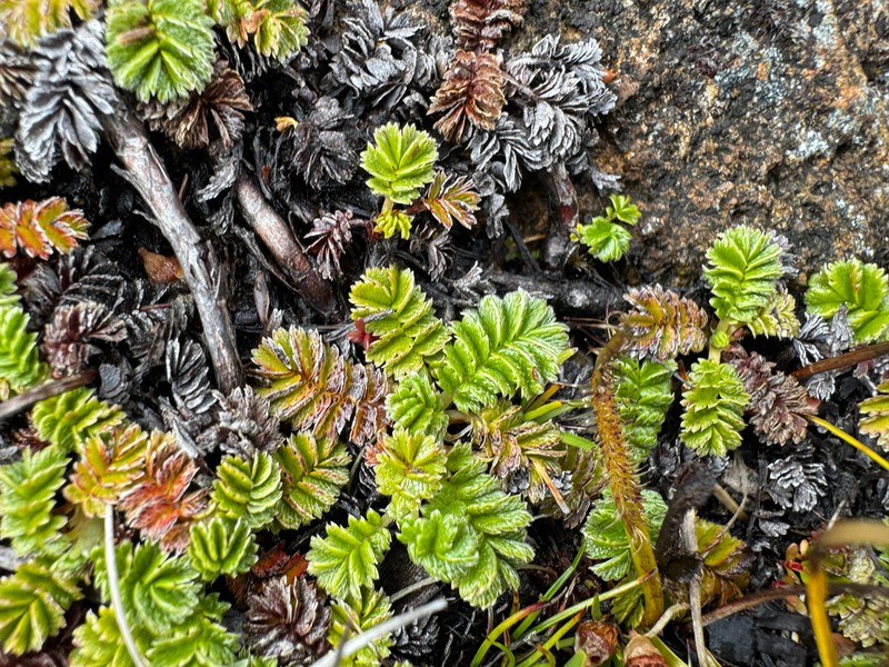 Acaena montana photo 4