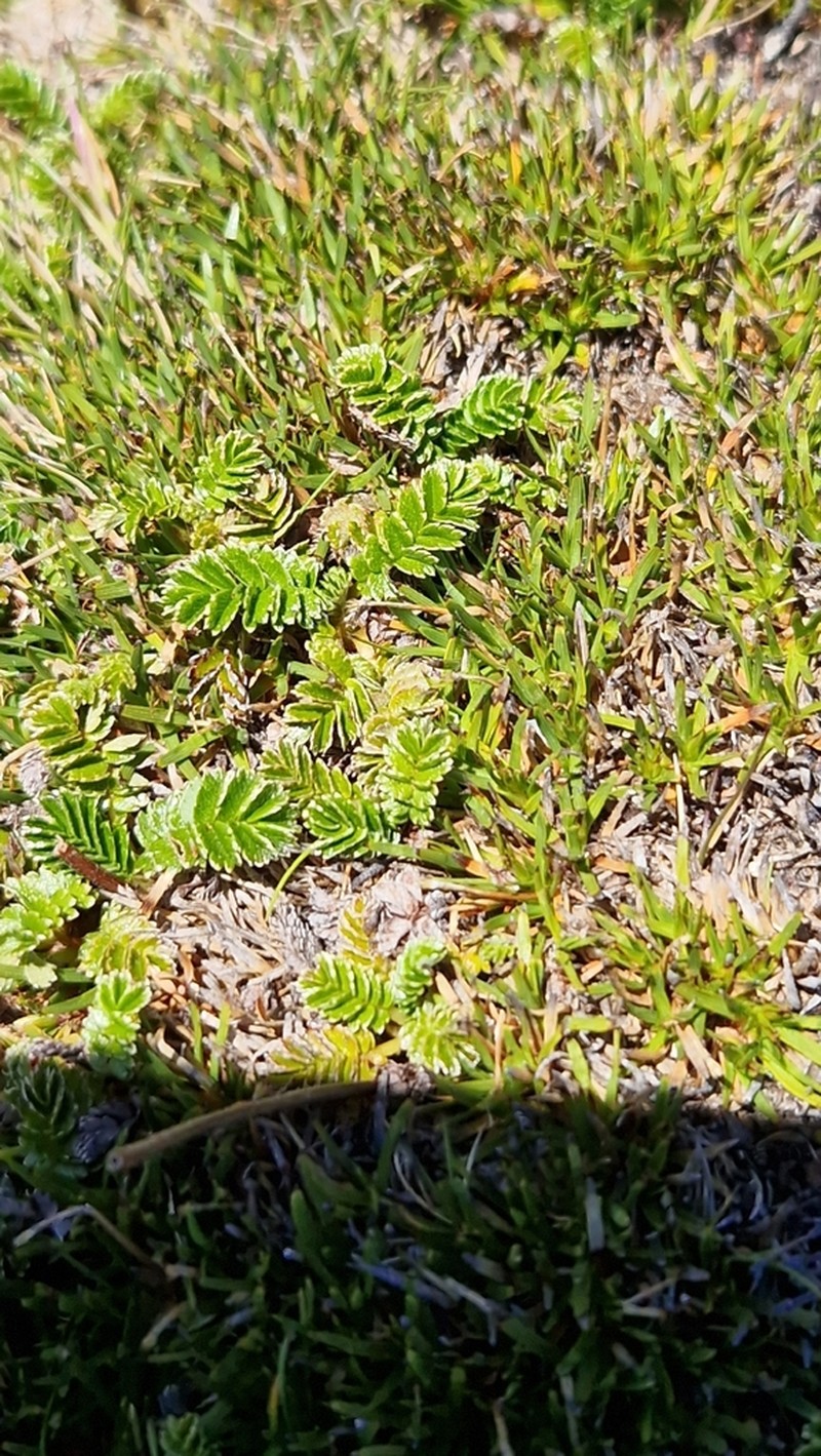 Acaena montana photo 7