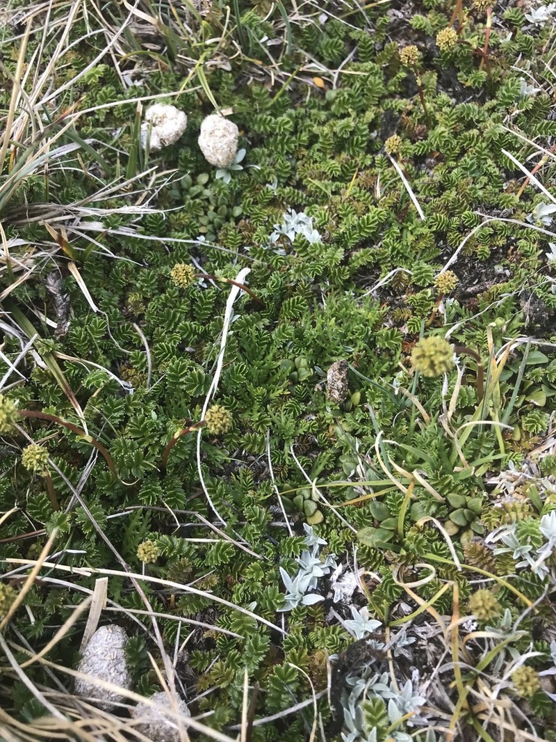 Acaena montana photo 8