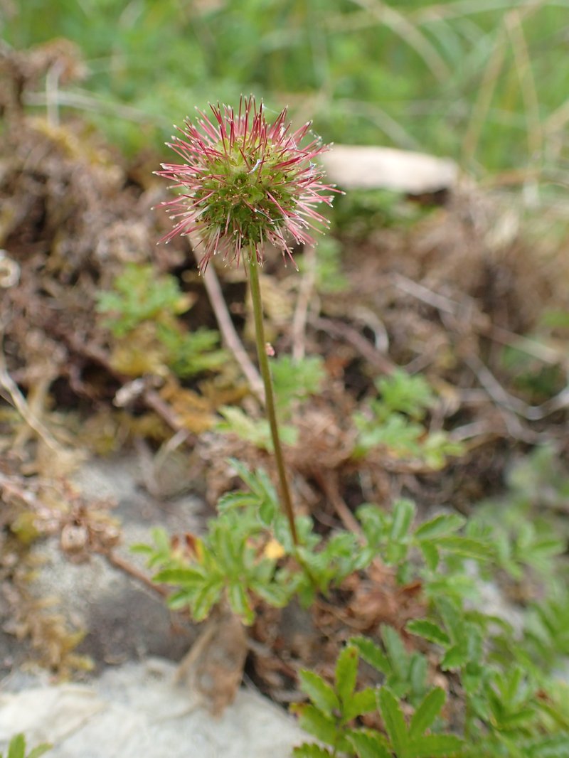 Biddy-Biddy photo 6