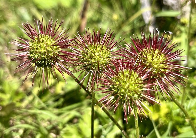 Biddy-Biddy photo 9