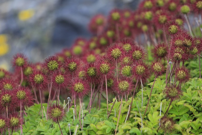 Acaena ovalifolia photo 2