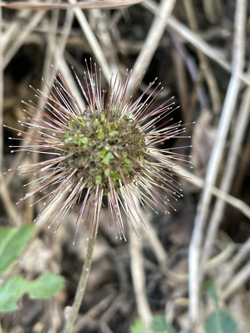 Acaena ovalifolia photo 3