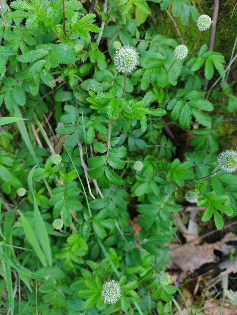 Acaena ovalifolia photo 4