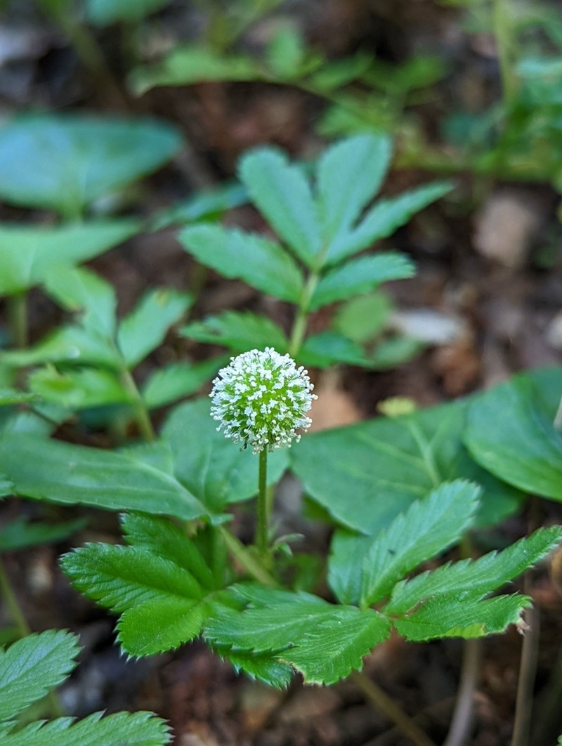 Acaena ovalifolia photo 5