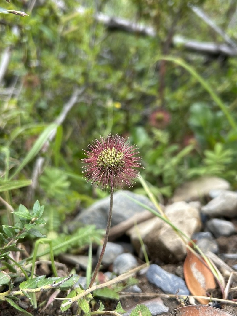 Acaena ovalifolia photo 6