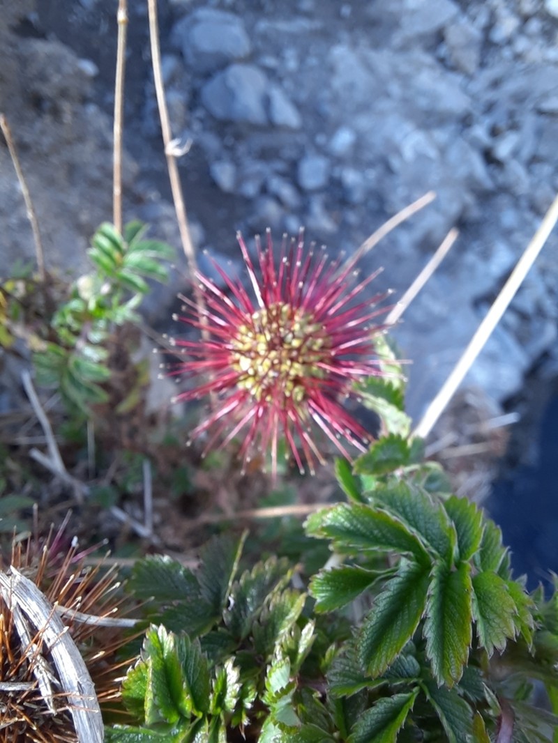 Acaena ovalifolia photo 7