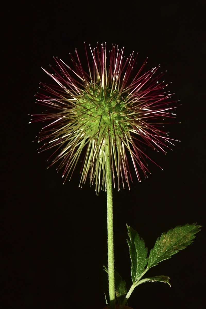 Acaena ovalifolia photo 8