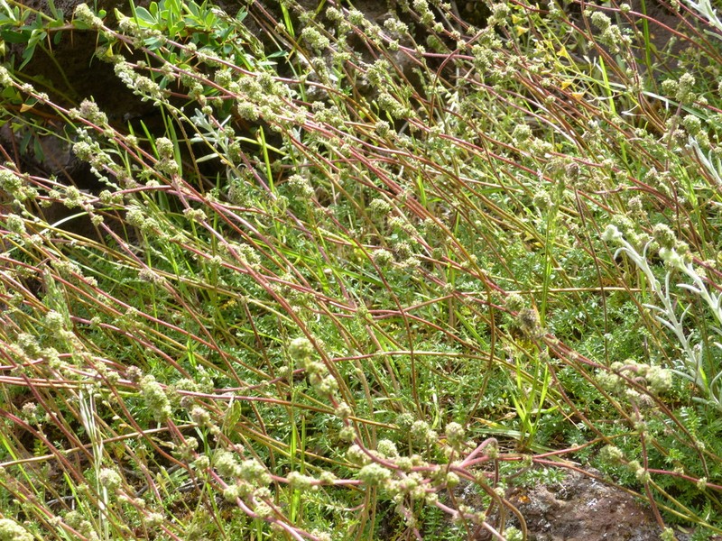 Acaena patagonica photo 2