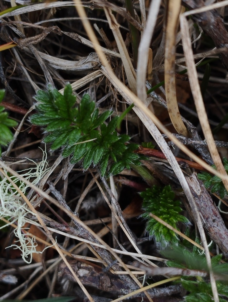 Acaena patagonica photo 3