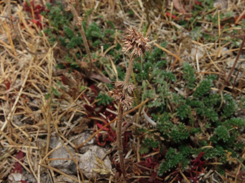 Acaena patagonica photo 4