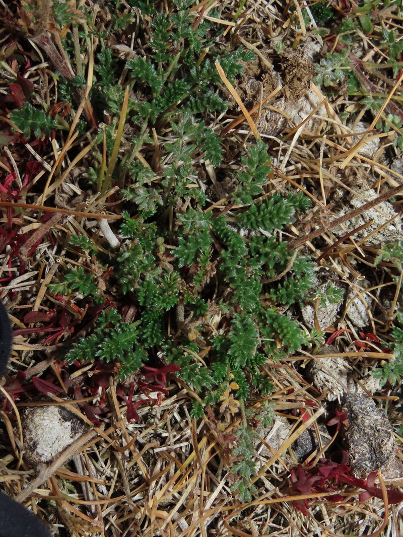 Acaena patagonica photo 2