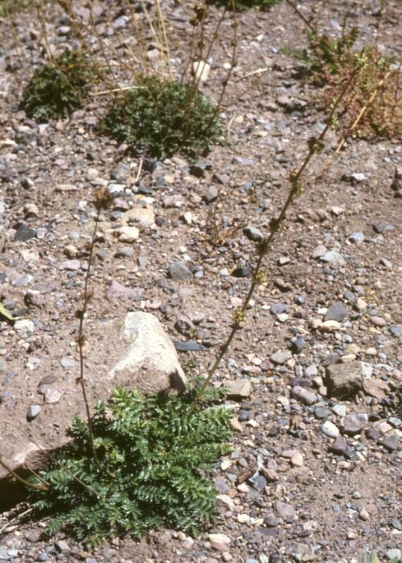 Argentinian Biddy-Biddy