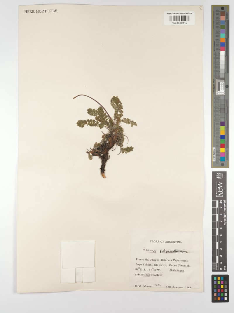 Acaena platyacantha