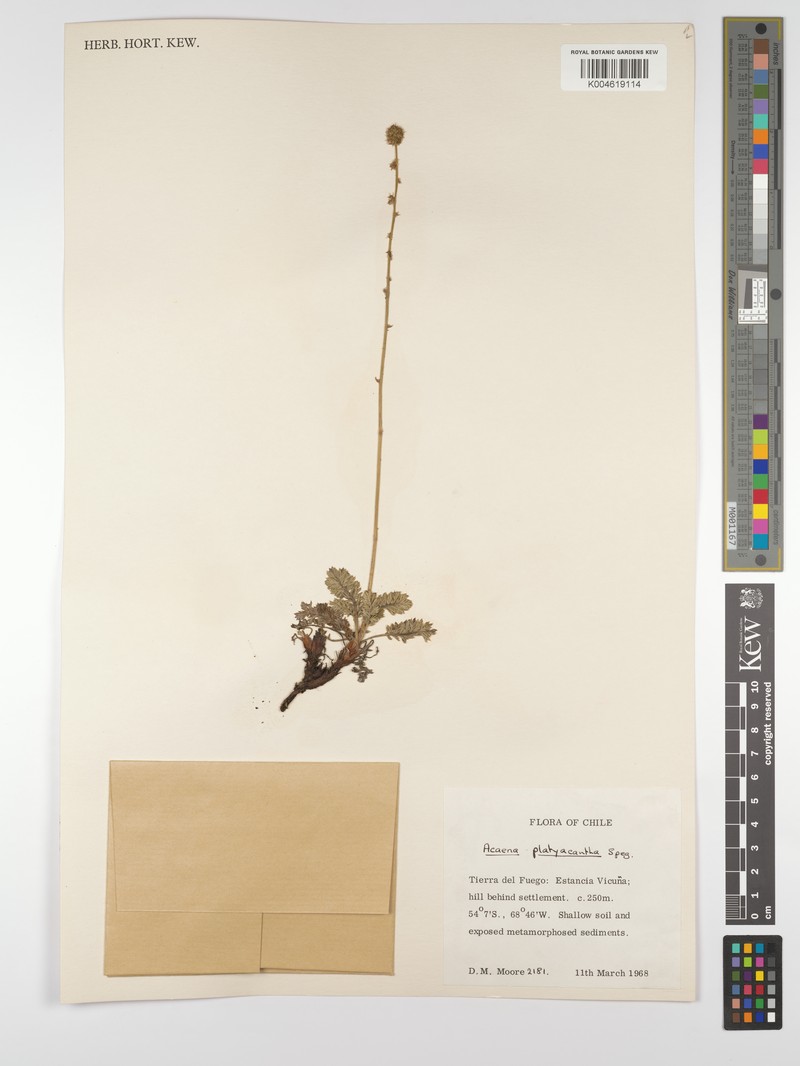 Acaena platyacantha photo 2