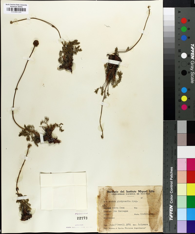 Acaena platyacantha photo 3