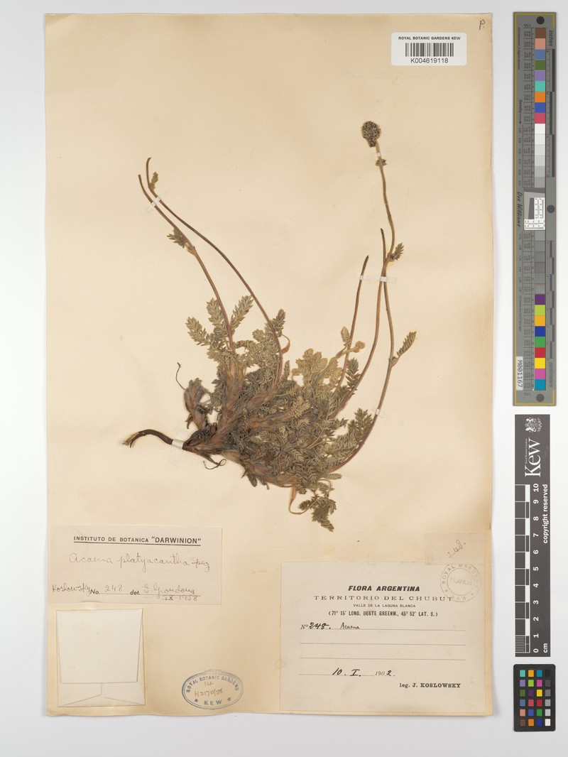 Acaena platyacantha photo 4