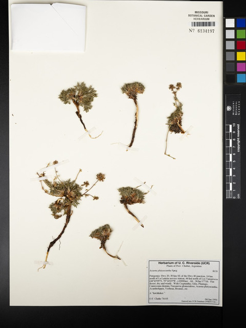 Acaena platyacantha photo 6