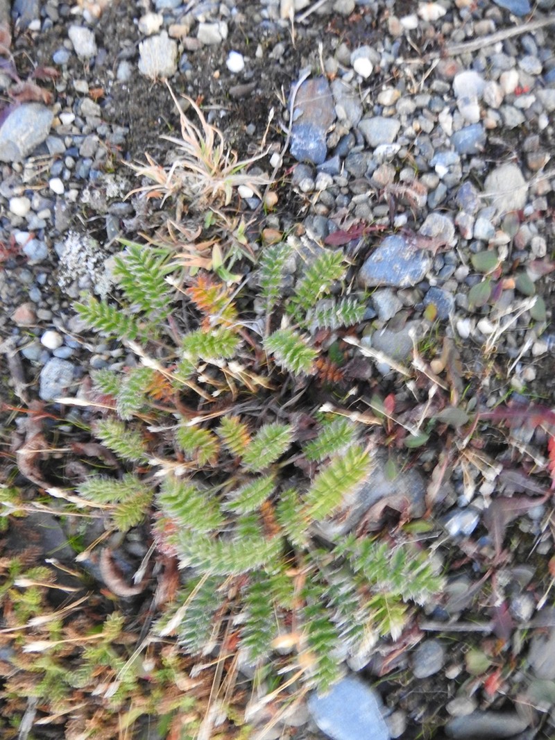 Acaena poeppigiana photo 3