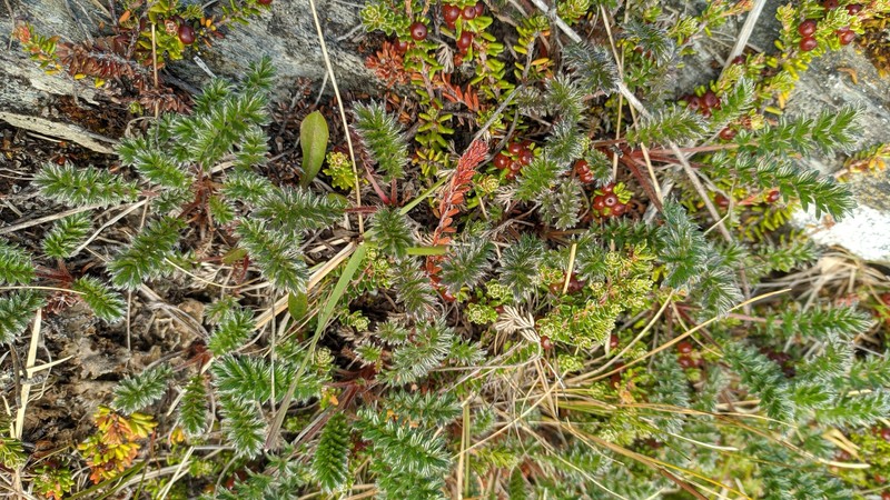 Acaena poeppigiana photo 5