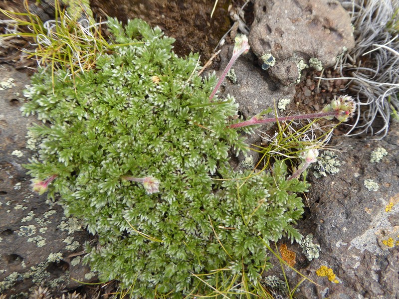 Acaena poeppigiana photo 6