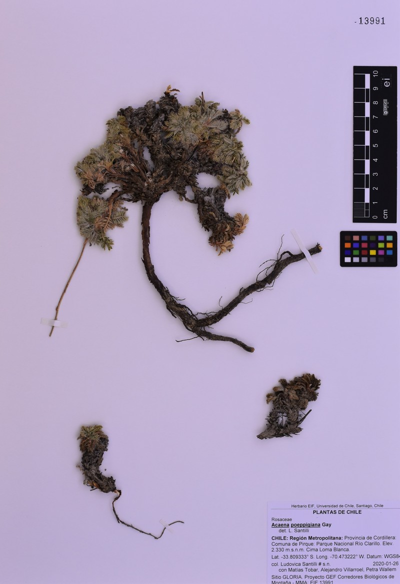 Acaena poeppigiana photo 7