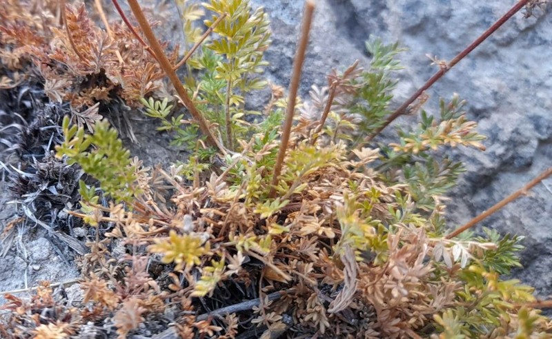 Acaena poeppigiana photo 8