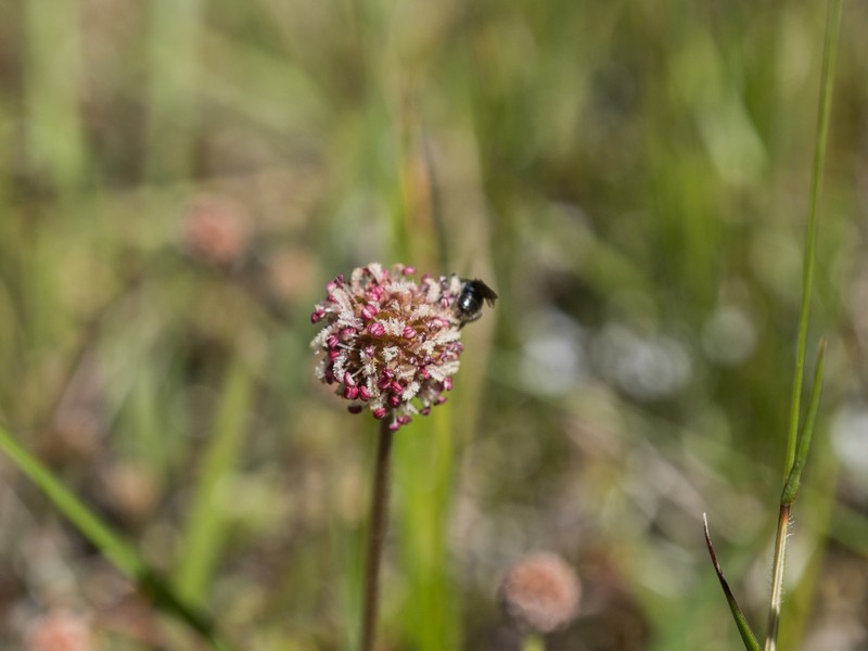 Acaena profundeincisa photo 2