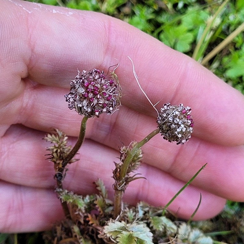 Acaena profundeincisa photo 3