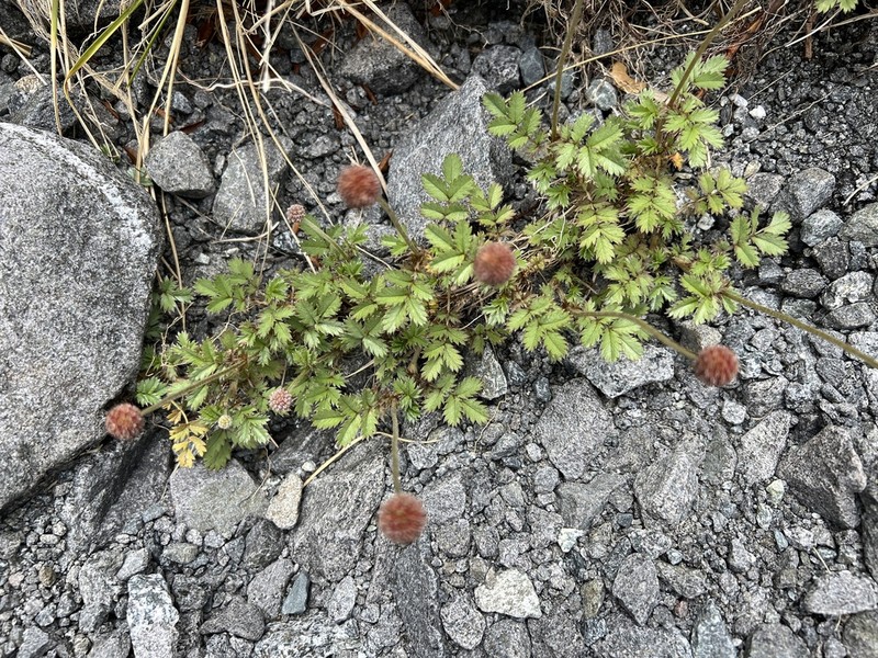 Acaena profundeincisa photo 4