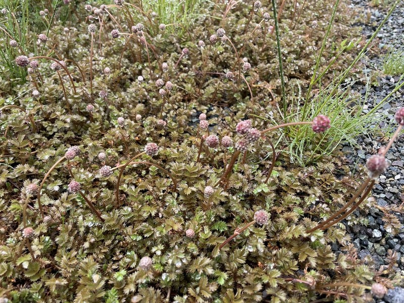 Acaena profundeincisa photo 5