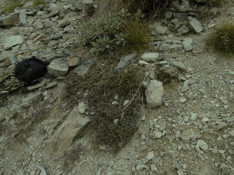 Acaena profundeincisa photo 6