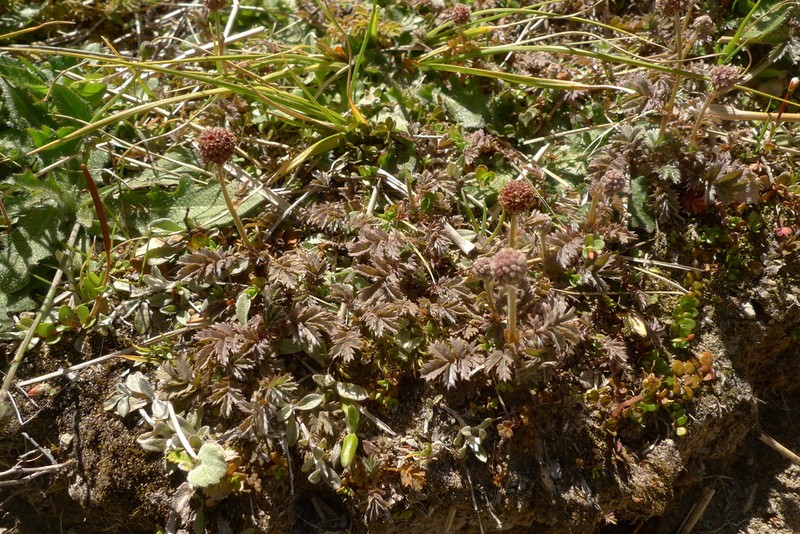 Acaena profundeincisa photo 7