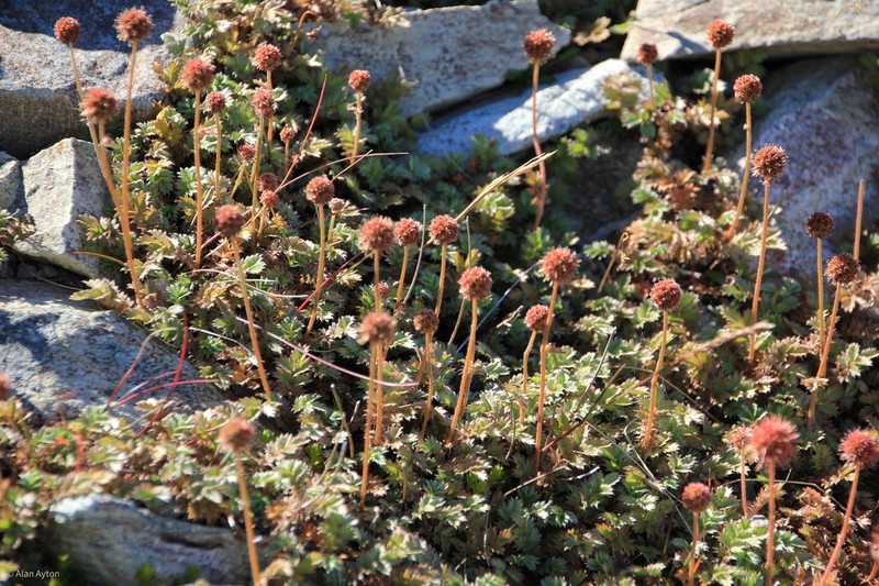 Acaena profundeincisa photo 8