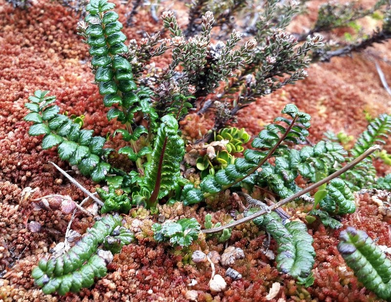 Acaena pumila