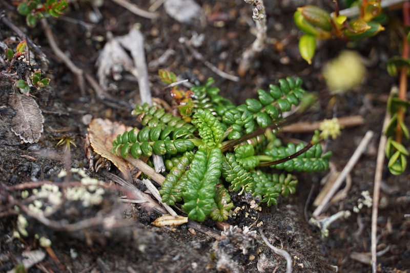 Acaena pumila photo 2