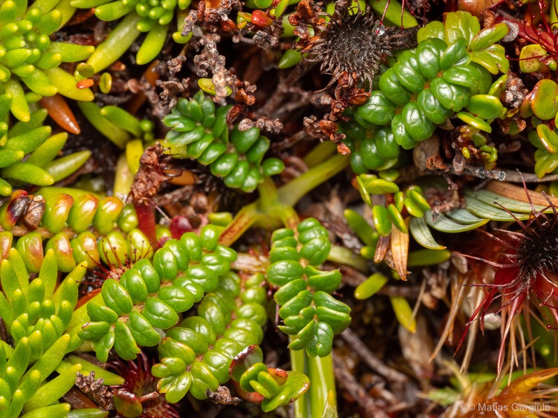 Acaena pumila photo 3