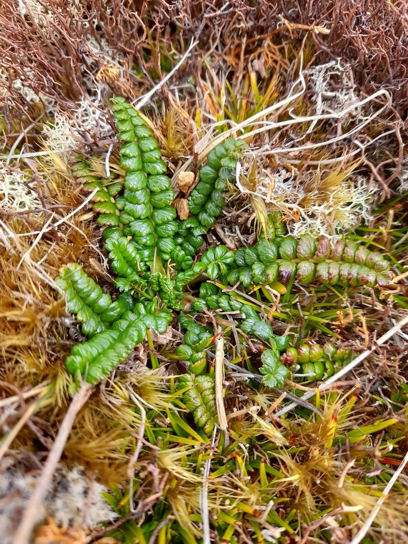 Acaena pumila photo 4