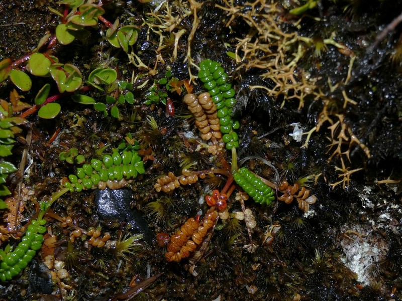 Acaena pumila photo 5