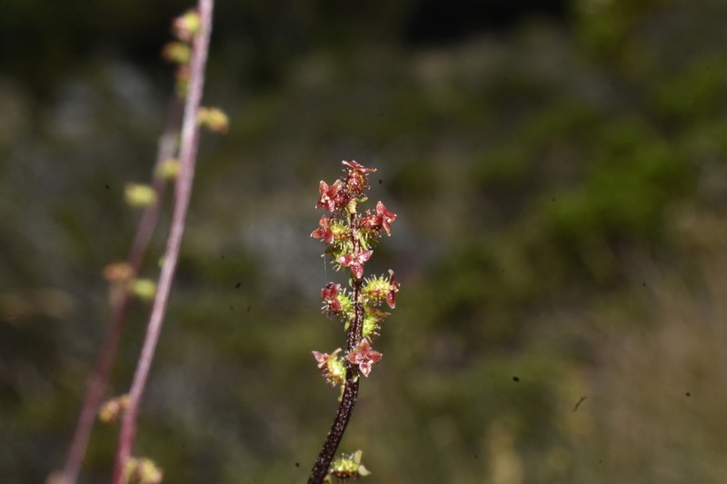 Acaena pumila photo 6
