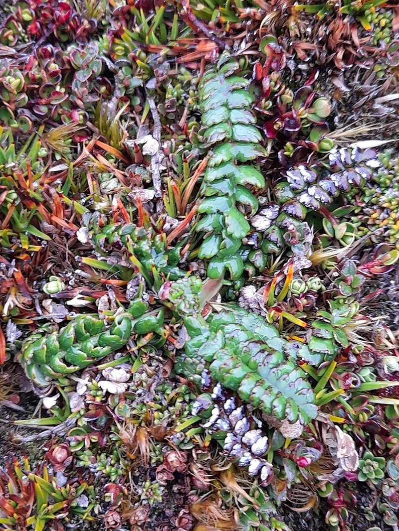 Acaena pumila photo 8