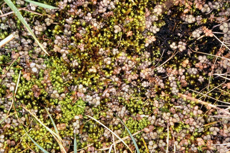 Acaena rorida