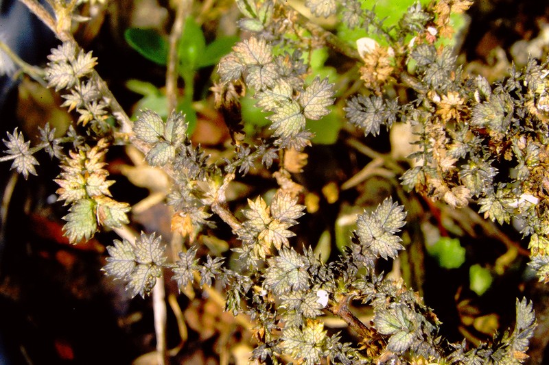 Acaena rorida photo 2