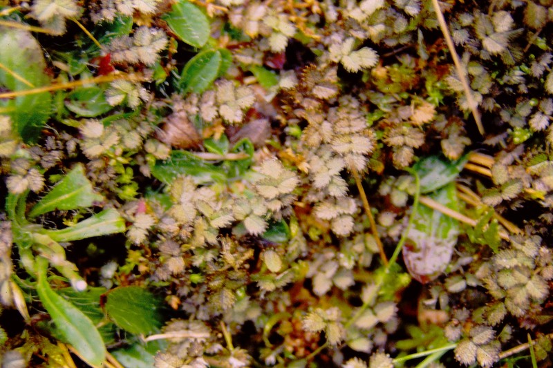 Acaena rorida photo 3