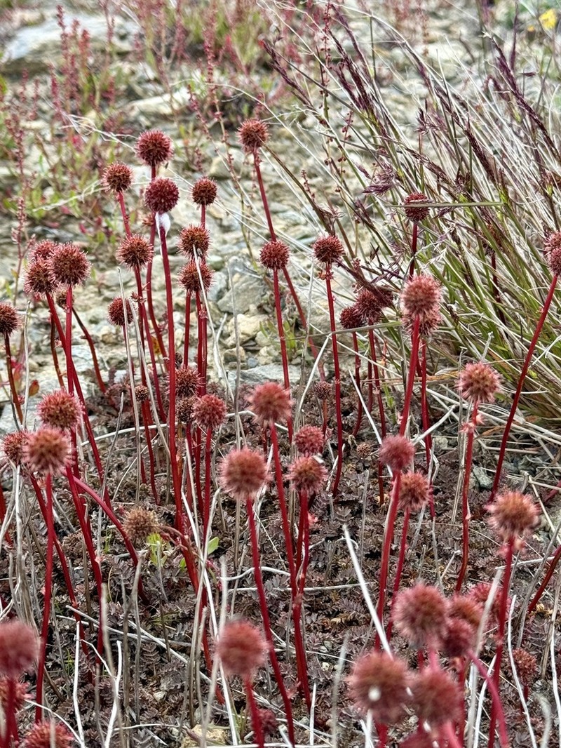 Acaena saccaticupula